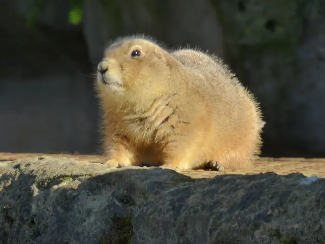 Das Erdmännchen wartet schon