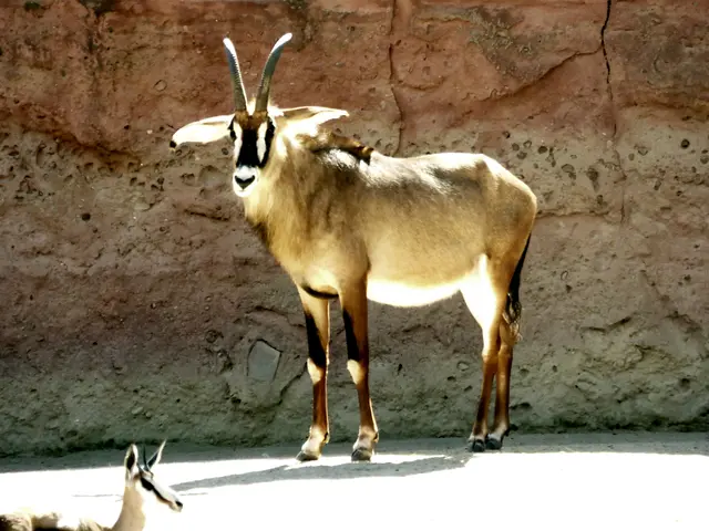 Pferdeantilope