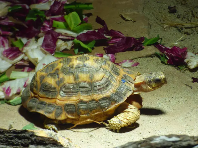 Im Zoologicum die Spinnenschildkröte