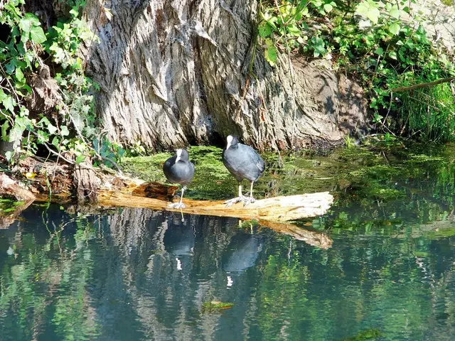 Blässhühner im Spoykanal Kleve Kermisdahl. | Foto: Siegmund Walter, 31.08.2024, 16:16 Uhr