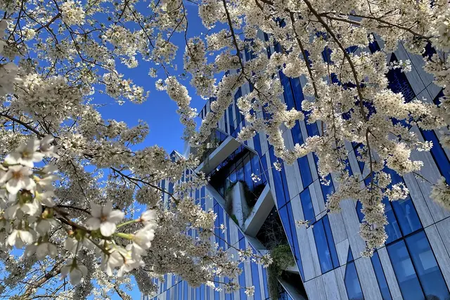 Kö-Bogen in Düsseldorf: Kirschblüten mit Gebäude von Daniel Libeskind | Foto: Copyright Margot Klütsch
