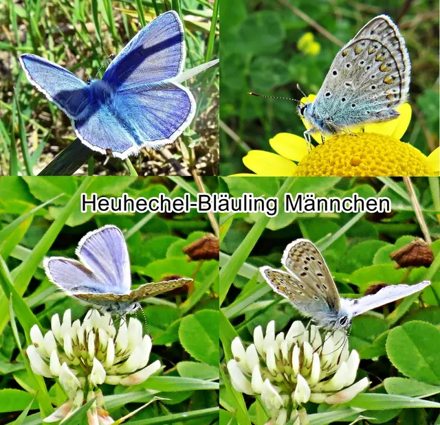 Hauhechel-Bläuling Männchen (Polyommatus icarus) Siegmund Adrian von Rothenburg 1775
Ordnung:	Schmetterlinge (Lepidoptera)
Familie:	Bläulinge (Lycaenidae)
Unterfamilie:	Lycaenidae
Gattung:	Polyommatus
Art:	Hauhechel-Bläuling | Foto: GvMeegen