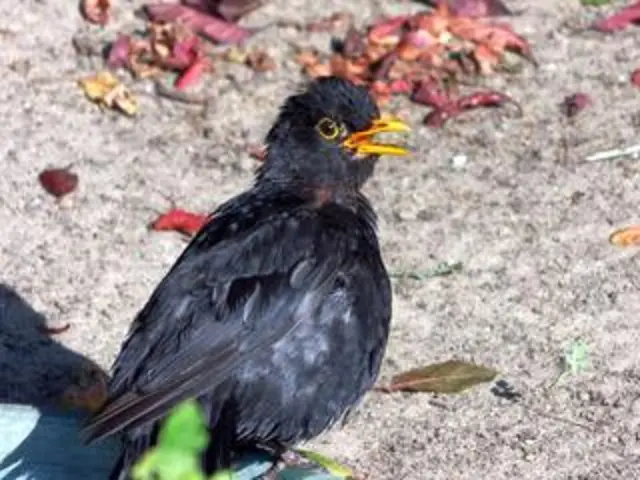 Amsel mit geöffnetem Schnabel. | Foto: Siegmund Walter, 13.08.2024, 09:53 Uhr
