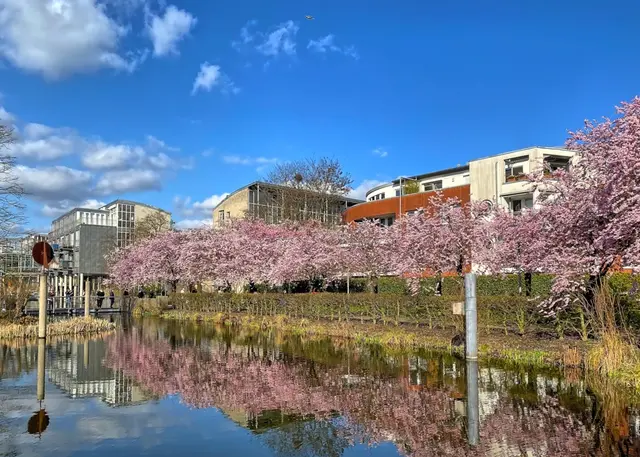 Rathauspark in Kaarst | Foto: Copyright Margot Klütsch