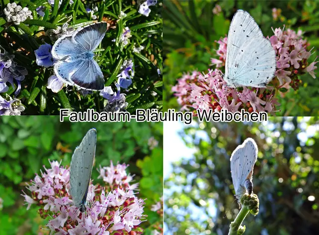 Faulbaum-Bläuling Weibchen (Celastrina argiolus) 1758
Klasse:	Insekten (Insecta)
Ordnung:	Schmetterlinge (Lepidoptera)
Familie:	Bläulinge (Lycaenidae)
Unterfamilie:	Lycaeninae
Gattung:	Celastrina
Art:	Faulbaum-Bläuling | Foto: GvMeegen