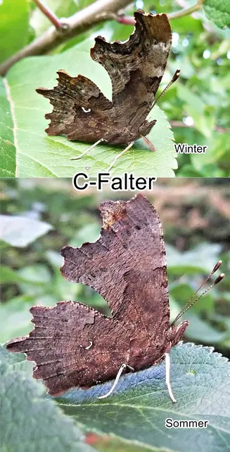 C-Falter (Polygonia c-album) Winter/Sommergeneration Carl von Linné 1758
Ordnung:	Schmetterlinge (Lepidoptera)
Familie:	Edelfalter (Nymphalidae)
Unterfamilie:	Fleckenfalter (Nymphalinae)
Gattung:	Polygonia
Art:	C-Falter | Foto: GvMeegen