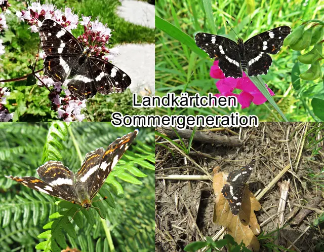 Landkärtchen Sommergeneration - / Landkärtchenfalter / Netzfalter / Gitterfalter (Araschnia levana) Carl von Linné 1758
Ordnung:	Schmetterlinge (Lepidoptera)
Familie:	Edelfalter (Nymphalidae)
Unterfamilie:	Fleckenfalter (Nymphalinae)
Gattung:	Araschnia
Art:	Landkärtchen | Foto: GvMeegen