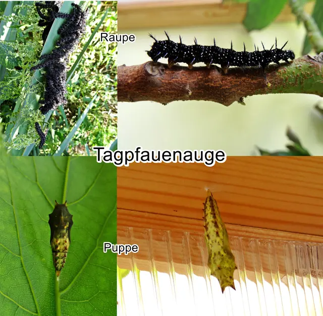 Tagpfauenauge Raupe/Puppe (Aglais io Inachis io Nymphalis io) Carl von Linné 1758
Ordnung:	Schmetterlinge (Lepidoptera)
Familie:	Edelfalter (Nymphalidae)
Unterfamilie:	Fleckenfalter (Nymphalinae)
Gattung:	Aglais
Art:	Tagpfauenauge | Foto: GvMeegen
