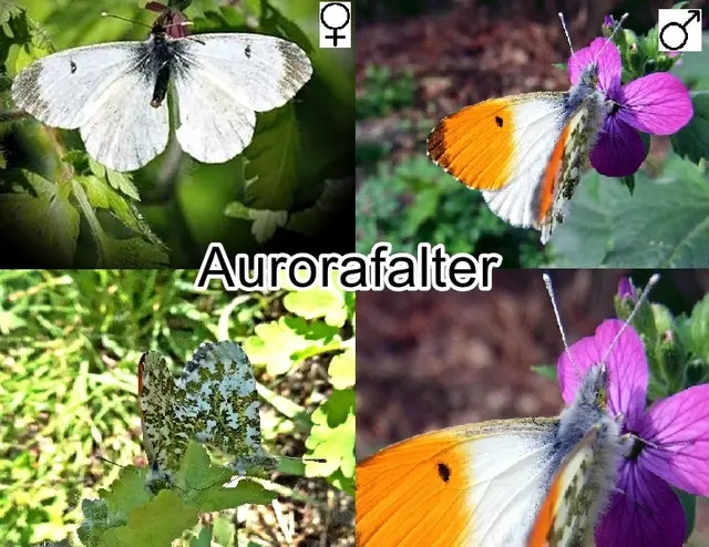 Aurorafalter (Anthocharis cardamines) Carl von Linné 1758
Ordnung:	Schmetterlinge (Lepidoptera)
Familie:	Weißlinge (Pieridae)
Gattung:	Anthocharis
Art:	Aurorafalter | Foto: GvMeegen