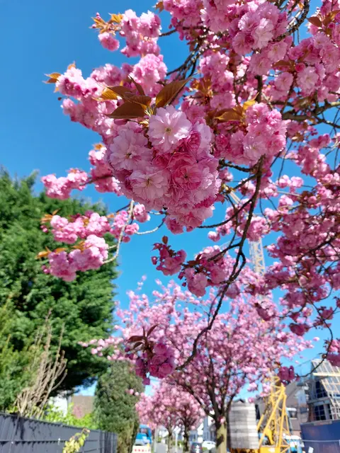 Frühling im Duisburger Süden