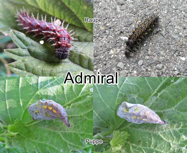 Admiral (Vanessa atalanta Pyrameis atalanta) Carl von Linné 1758
Ordnung:	Schmetterlinge (Lepidoptera)
Familie:	Edelfalter (Nymphalidae)
Unterfamilie:	Fleckenfalter (Nymphalinae)
Gattung:	Vanessa
Art:	Admiral | Foto: GvMeegen