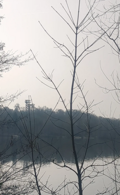 Blick zur Halde Wolfsberg mit dem Aussichtsturm | Foto: Astrid Günther