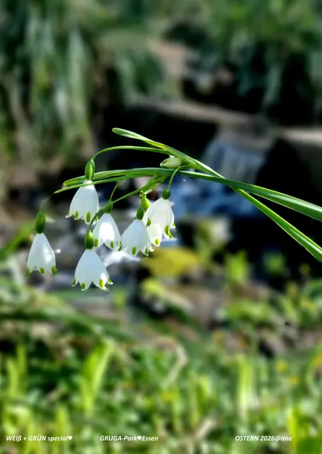 etwas anderS... 
weiß+GRUGA-grün

(dezent bearbeitet)

2026@AnastasiA