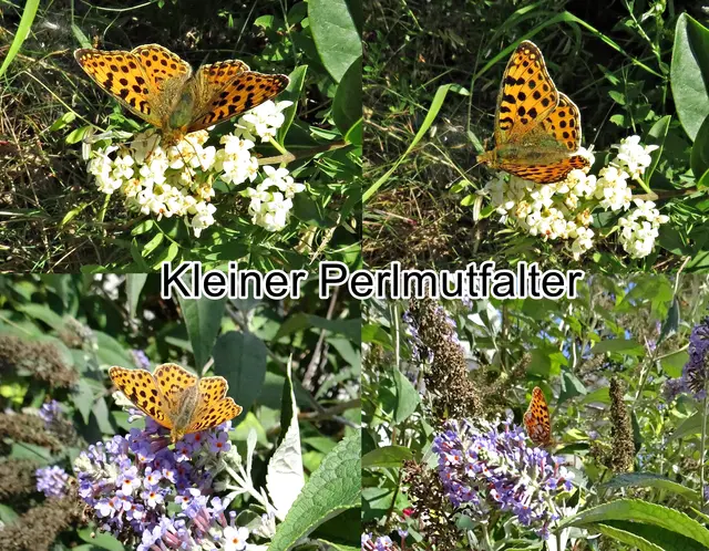 Kleiner Perlmuttfalter (Issoria lathonia) Carl von Linné 1758
Ordnung:	Schmetterlinge (Lepidoptera)
Familie:	Edelfalter (Nymphalidae)
Unterfamilie:	Passionsblumenfalter (Heliconiinae)
Tribus:	Perlmuttfalter (Argynnini)
Gattung:	Issoria
Art:	Kleiner Perlmuttfalter | Foto: GvMeegen