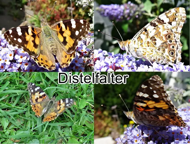 Distelfalter (Vanessa cardui) Carl von Linné  1758
Ordnung:	Schmetterlinge (Lepidoptera)
Überfamilie:	Papilionoidea
Familie:	Edelfalter (Nymphalidae)
Gattung:	Vanessa
Art:	Distelfalter | Foto: GvMeegen