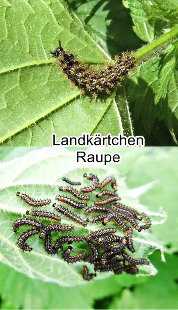 Landkärtchen Raupe - / Landkärtchenfalter / Netzfalter / Gitterfalter (Araschnia levana) Carl von Linné 1758
Ordnung:	Schmetterlinge (Lepidoptera)
Familie:	Edelfalter (Nymphalidae)
Unterfamilie:	Fleckenfalter (Nymphalinae)
Gattung:	Araschnia
Art:	Landkärtchen | Foto: GvMeegen
