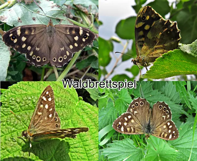 Das Waldbrettspiel (Pararge aegeria) Carl von Linné 1758
Ordnung:	Schmetterlinge (Lepidoptera)
Familie:	Edelfalter (Nymphalidae)
Unterfamilie:	Augenfalter (Satyrinae)
Gattung:	Pararge
Art:	Waldbrettspiel | Foto: GvMeegen