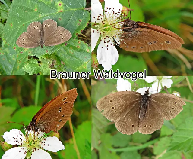 Braune Waldvogel / Schornsteinfeger (Aphantopus hyperantus)Carl von Linné 1758
Ordnung:	Schmetterlinge (Lepidoptera)
Familie:	Edelfalter (Nymphalidae)
Unterfamilie:	Augenfalter (Satyrinae)
Gattung:	Aphantopus
Art:	Brauner Waldvogel | Foto: GvMeegen
