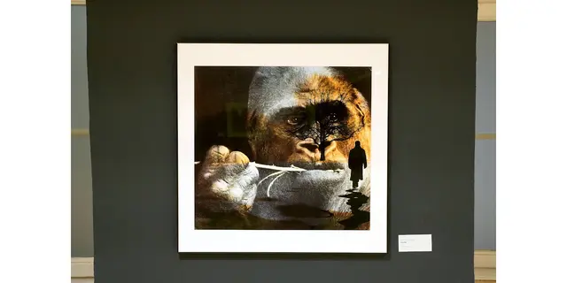 Titel: Gorilla von Fotograf Herbert Döring-Spengler
Von Fotografie Ausstellung: Zwischen Blick und Begegnung – Tiere in der zeitgenössischen Fotografie.