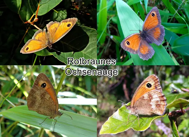 Rotbraunes Ochsenauge / Rostbraunes-Braungerändertes Ochsenauge / Gelbes Ochsenauge (Pyronia tithonus) Carl von Linné 1767
Ordnung:	Schmetterlinge (Lepidoptera)
Familie:	Edelfalter (Nymphalidae)
Unterfamilie:	Augenfalter (Satyrinae)
Gattung:	Pyronia
Art:	Rotbraunes Ochsenauge | Foto: GvMeegen