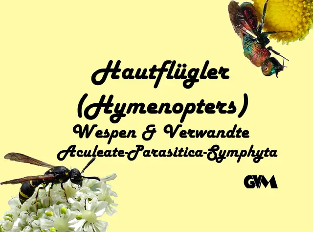 Foto: GvMeegen