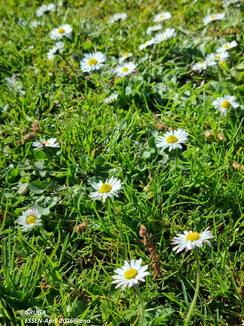GÄNSEBLÜMCHEN

... nicht nur für ELKE S. (Gelsenkirchen) :-)