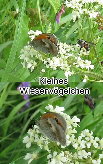Kleines Wiesenvögelchen (Coenonympha pamphilus) Carl von Linné 1758
Ordnung:	Schmetterlinge (Lepidoptera)
Familie:	Edelfalter (Nymphalidae)
Unterfamilie:	Augenfalter (Satyrinae)
Gattung:	Coenonympha
Art:	Kleines Wiesenvögelchen | Foto: GvMeegen