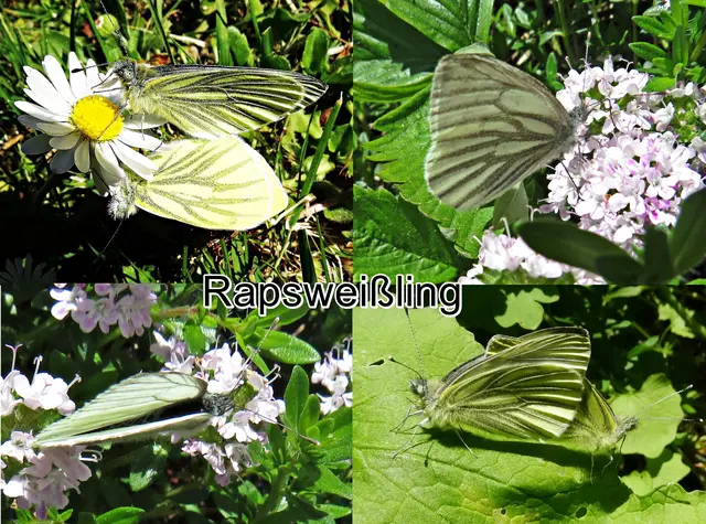 Rapsweißling / Grünader-Weißling / Hecken-Weißling (Pieris napi) Carl von Linné 1758
Ordnung:	Schmetterlinge (Lepidoptera)
Familie:	Weißlinge (Pieridae)
Unterfamilie:	Echte Weißlinge (Pierinae)
Gattung:	Pieris
Art:	Rapsweißling | Foto: GvMeegen
