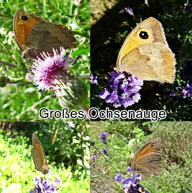 Großes Ochsenauge (Maniola jurtina) Carl von Linné 1758
Ordnung:	Schmetterlinge (Lepidoptera)
Familie:	Edelfalter (Nymphalidae)
Unterfamilie:	Augenfalter (Satyrinae)
Gattung:	Maniola
Art:	Großes Ochsenauge | Foto: GvMeegen