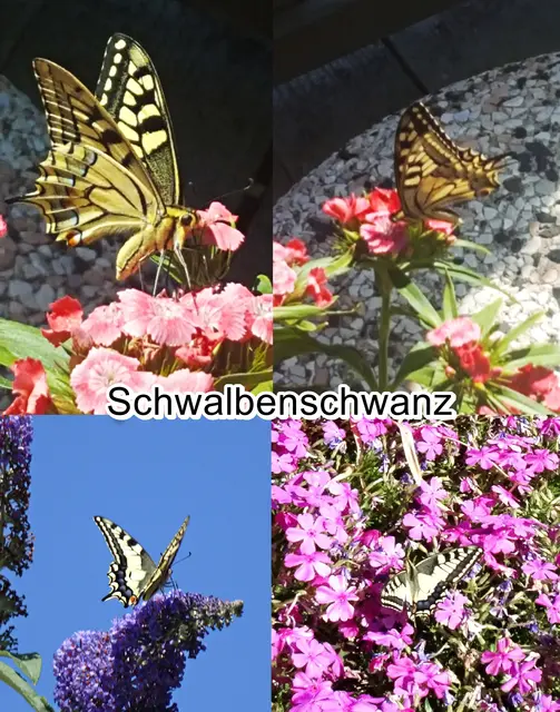 Schwalbenschwanz (Papilio machaon) Carl von Linné 1758
Ordnung:	Schmetterlinge (Lepidoptera)
Familie:	Ritterfalter (Papilionidae)
Unterfamilie:	Papilioninae
Gattung:	Papilio
Art:	Schwalbenschwanz | Foto: GvMeegen