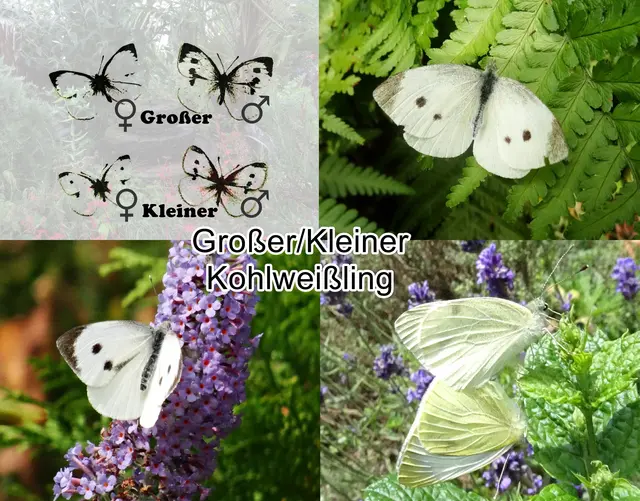 Großer ( Pieris brassicae) / Kleiner Kohlweißling (Pieris rapae) Carl von Linné 1758
Ordnung:	Schmetterlinge (Lepidoptera)
Familie:	Weißlinge (Pieridae)
Unterfamilie:	Echte Weißlinge (Pierinae)
Gattung:	Pieris
Art:	Großer Kohlweißling / Kleiner Kohlweißling | Foto: GvMeegen