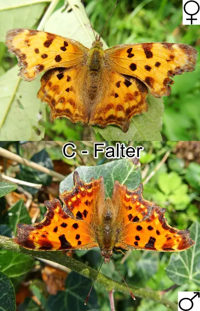 C-Falter (Polygonia c-album) Weibchen/Männchen Carl von Linné 1758
Ordnung:	Schmetterlinge (Lepidoptera)
Familie:	Edelfalter (Nymphalidae)
Unterfamilie:	Fleckenfalter (Nymphalinae)
Gattung:	Polygonia
Art:	C-Falter | Foto: GvMeegen