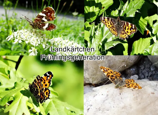 Landkärtchen Frühlingsgeneration - / Landkärtchenfalter / Netzfalter / Gitterfalter (Araschnia levana) Carl von Linné 1758
Ordnung:	Schmetterlinge (Lepidoptera)
Familie:	Edelfalter (Nymphalidae)
Unterfamilie:	Fleckenfalter (Nymphalinae)
Gattung:	Araschnia
Art:	Landkärtchen | Foto: GvMeegen