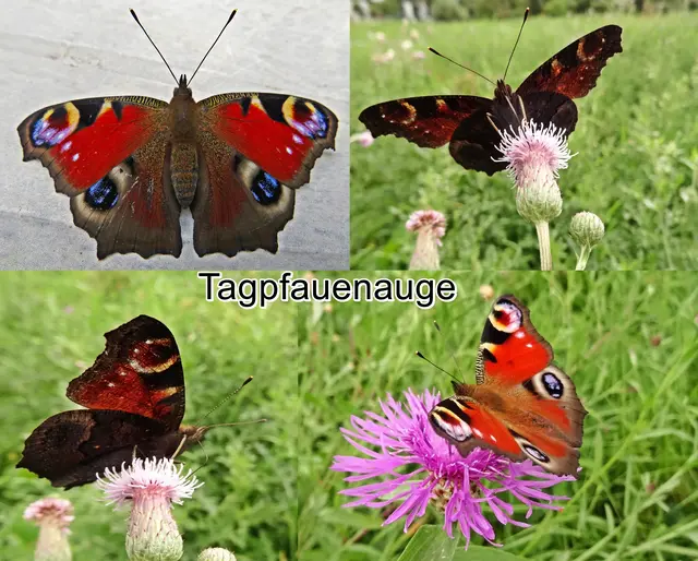 Tagpfauenauge (Aglais io Inachis io Nymphalis io) Carl von Linné 1758
Ordnung:	Schmetterlinge (Lepidoptera)
Familie:	Edelfalter (Nymphalidae)
Unterfamilie:	Fleckenfalter (Nymphalinae)
Gattung:	Aglais
Art:	Tagpfauenauge | Foto: GvMeegen