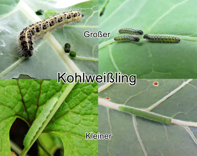 Großer ( Pieris brassicae) / Kleiner Kohlweißling (Pieris rapae) Raupen Carl von Linné 1758
Ordnung:	Schmetterlinge (Lepidoptera)
Familie:	Weißlinge (Pieridae)
Unterfamilie:	Echte Weißlinge (Pierinae)
Gattung:	Pieris
Art:	Großer Kohlweißling / Kleiner Kohlweißling | Foto: GvMeegen