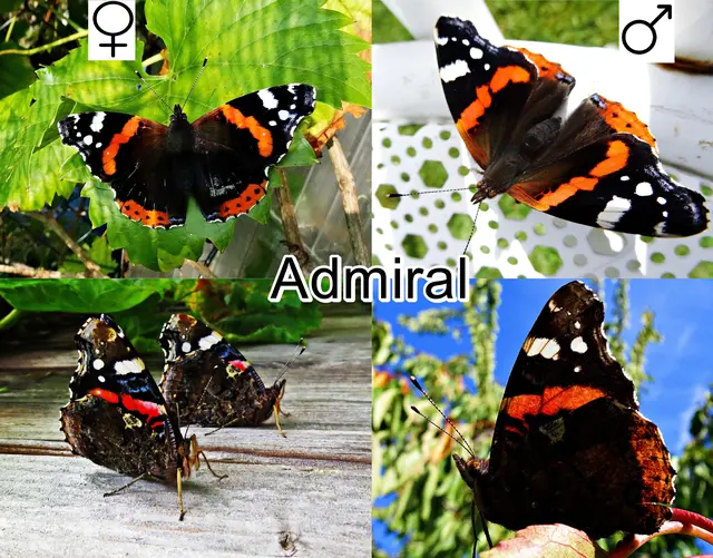 Admiral (Vanessa atalanta Pyrameis atalanta) Carl von Linné 1758
Ordnung:	Schmetterlinge (Lepidoptera)
Familie:	Edelfalter (Nymphalidae)
Unterfamilie:	Fleckenfalter (Nymphalinae)
Gattung:	Vanessa
Art:	Admiral | Foto: GvMeegen