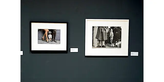 Bilder von Fotograf Elliott Erwitt

Von Fotografie Ausstellung: Zwischen Blick und Begegnung – Tiere in der zeitgenössischen Fotografie.