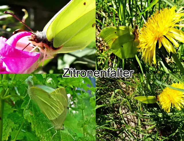 Zitronenfalter (Gonepteryx rhamni) Carl von Linné 1758
Ordnung:	Schmetterlinge (Lepidoptera)
Familie:	Weißlinge (Pieridae)
Unterfamilie:	Gelblinge (Coliadinae)
Gattung:	Gonepteryx
Art:	Zitronenfalter | Foto: GvMeegen