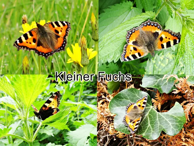 Kleiner Fuchs (Aglais urticae) Carl von Linné 1758
Ordnung:	Schmetterlinge (Lepidoptera)
Familie:	Edelfalter (Nymphalidae)
Unterfamilie:	Fleckenfalter (Nymphalinae)
Gattung:	Aglais
Art:	Kleiner Fuchs | Foto: GvMeegen
