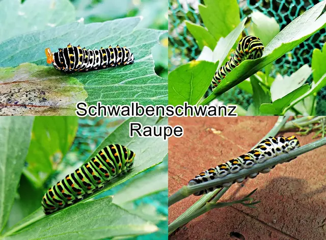 Schwalbenschwanz Raupe (Papilio machaon) Carl von Linné 1758
Ordnung:	Schmetterlinge (Lepidoptera)
Familie:	Ritterfalter (Papilionidae)
Unterfamilie:	Papilioninae
Gattung:	Papilio
Art:	Schwalbenschwanz | Foto: GvMeegen