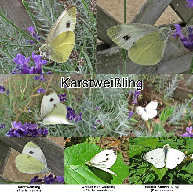 Karstweißling (Pieris mannii) Jos. Mayer 1851
Ordnung:	Schmetterlinge (Lepidoptera)
Familie:	Weißlinge (Pieridae)
Unterfamilie:	Echte Weißlinge (Pierinae)
Gattung:	Pieris
Art:	Karstweißling | Foto: GvMeegen