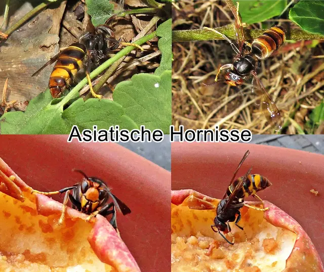 Asiatische Hornisse (Vespa velutina) Amédée Louis Michel Le Peletier 1836
Ordnung: Hautflügler (Hymenoptera)
Teilordnung:	Stechimmen (Aculeata)
Überfamilie:	Vespoidea
Familie:	Faltenwespen (Vespidae)
Unterfamilie:	Echte Wespen (Vespinae)
Gattung:	Hornissen (Vespa)
Art:	Asiatische Hornisse | Foto: GvMeegen