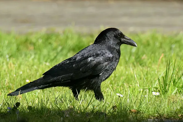 Krähe | Foto: Copyright Andreas Schäfer