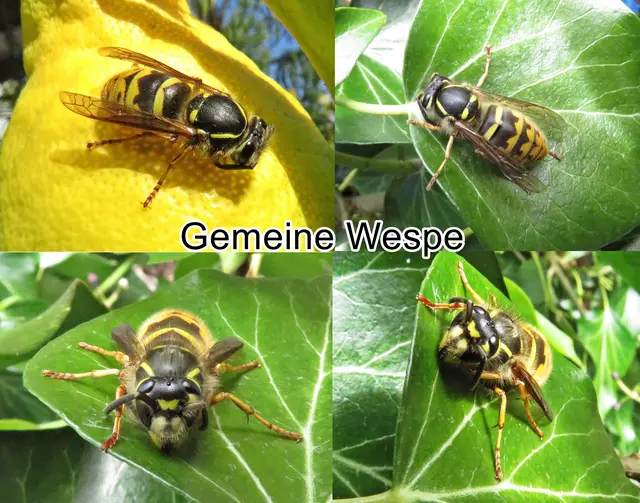 Gemeine Wespe / Gewöhnliche Wespe (Vespula vulgaris) Carl von Linné 1758
Ordnung: Hautflügler (Hymenoptera)
Teilordnung:	Stechimmen (Aculeata)
Überfamilie:	Vespoidea
Familie:	Faltenwespen (Vespidae)
Unterfamilie:	Echte Wespen (Vespinae)
Gattung:	Kurzkopfwespen (Vespula)
Art:	Gemeine Wespe | Foto: GvMeegen