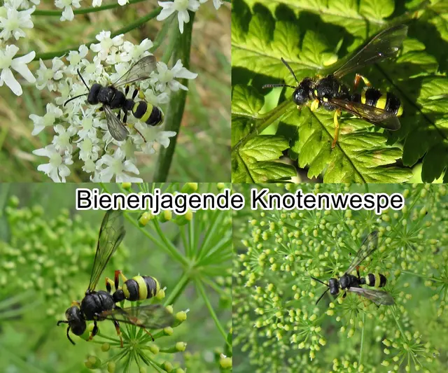 Bienenjagende Knotenwespe (Cerceris rybyensis) Carl von Linné 1771
Ordnung: Hautflügler (Hymenoptera)
Teilordnung:	Stechimmen (Aculeata)
Überfamilie:	Apoidea
ohne Rang:	Grabwespen (Spheciformes)
Familie:	Crabronidae
Gattung:	Knotenwespen (Cerceris)
Art:	Bienenjagende Knotenwespe | Foto: GvMeegen