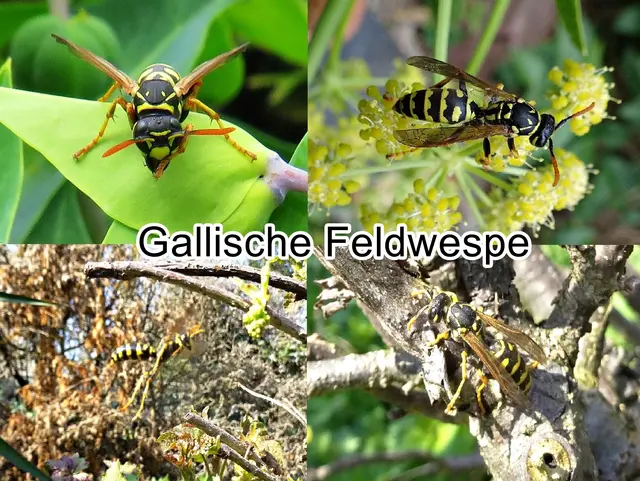 Gallische-Feldwespe / Haus-Feldwespe (Polistes dominula) Johann Ludwig Christ 1791
Ordnung: Hautflügler (Hymenoptera)
Teilordnung:	Stechimmen (Aculeata)
Überfamilie:	Vespoidea
Familie:	Faltenwespen (Vespidae)
Unterfamilie:	Feldwespen (Polistinae)
Gattung:	Polistes
Art:	Haus-Feldwespe | Foto: GvMeegen