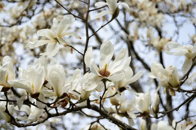 Magnolien