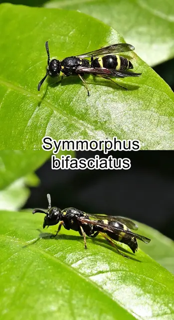 (odtN) Symmorphus bifasciatus Carl von Linné 1761
Ordnung: Hautflügler (Hymenoptera)

Teilordnung:	Stechimmen (Aculeata)
Überfamilie:	Vespoidea
Familie:	Faltenwespen (Vespidae)
Unterfamilie:	Solitäre Faltenwespen (Eumeninae)
Gattung:	Symmorphus
Art:	Symmorphus bifasciatus | Foto: GvMeegen