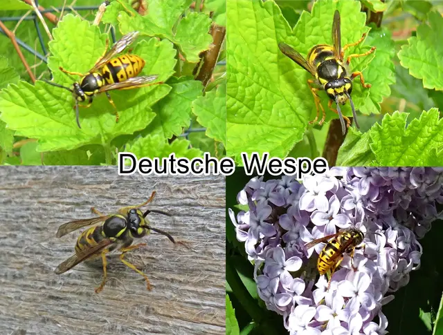 Die Deutsche Wespe (Vespula germanica) Johann Christian Fabricius 1793
Ordnung: Hautflügler (Hymenoptera)
Teilordnung:	Stechimmen (Aculeata) 
Überfamilie:	Vespoidea
Familie:	Faltenwespen (Vespidae)
Unterfamilie:	Echte Wespen (Vespinae)
Gattung:	Kurzkopfwespen (Vespula)
Art:	Deutsche Wespe | Foto: GvMeegen