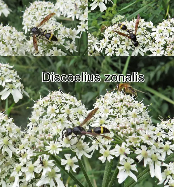 (odtN) Discoelius zonalis Georg Wolfgang Franz Panzer 1801 
Ordnung: Hautflügler (Hymenoptera)
Teilordnung:	Stechimmen (Aculeata)
Überfamilie:	Vespoidea
Familie:	Faltenwespen (Vespidae)
Unterfamilie:	Solitäre Faltenwespen (Eumeninae)
Gattung:	Discoelius
Art:	Discoelius zonalis | Foto: GvMeegen